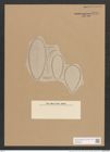 Surirella daivdsonii A. Schm. (de-Toni-Nr.: Genus 53, Species 2371) Zeichnungen Sammlung Grunow Nr. 4775 (NHMW-BOT-W0372903)